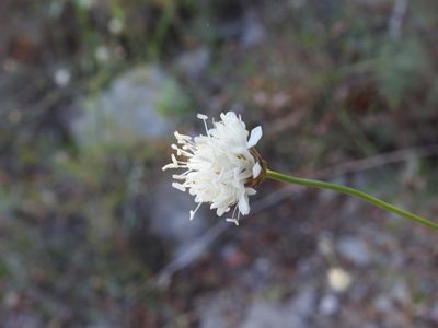 Cephalaria leucantha, photographed by Duarte Frade