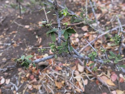 Maerua parvifolia, photographed by Ryan van Huyssteen