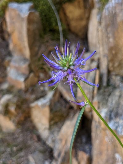 Phyteuma scheuchzeri, photographed by Franco Folini