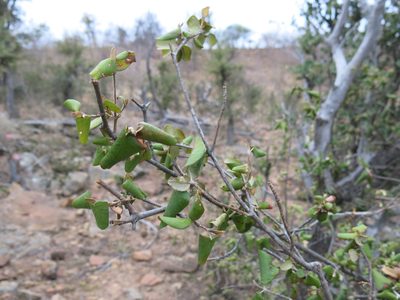 Androstachys johnsonii, photographed by Ryan van Huyssteen