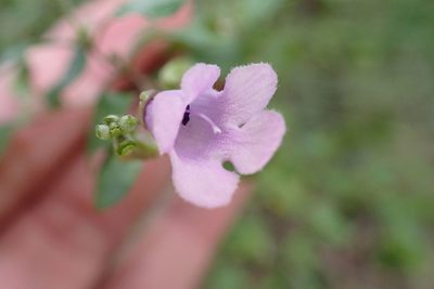 Prostanthera melissifolia, photographed by Peter Crowcroft