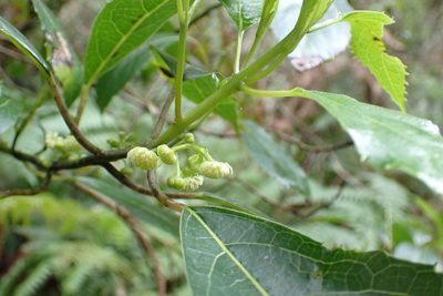 Hedycarya angustifolia, photographed by Peter Crowcroft