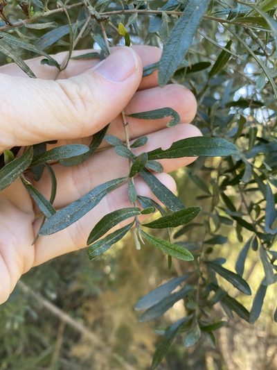 Bursaria incana, photographed by Greg Tasney