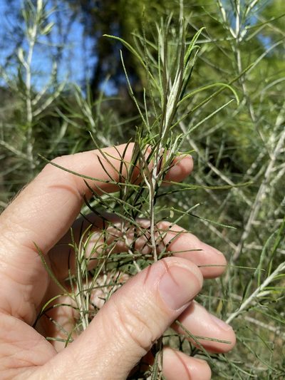 Cassinia laevis, photographed by Greg Tasney