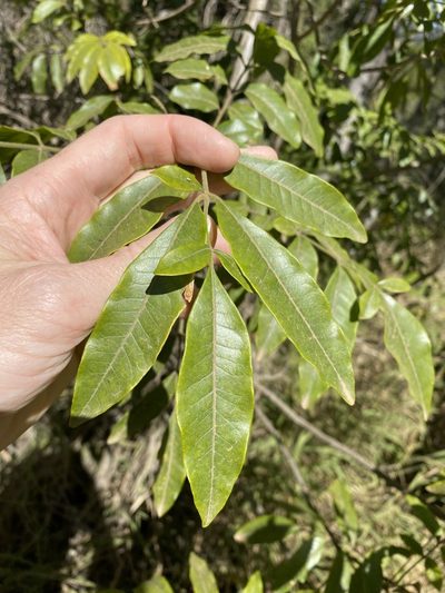 Flindersia xanthoxyla, photographed by Greg Tasney