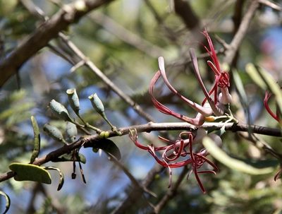 Plicosepalus amplexicaulis, photographed by Wynand Uys