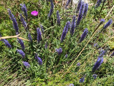 Veronica spicata, photographed by Franco Folini
