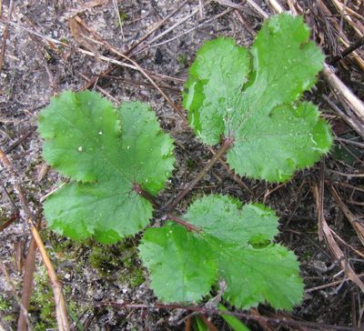 Chamarea gracillima, photographed by douglaseustonbrown