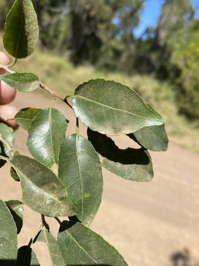 Excoecaria dallachyana, photographed by Greg Tasney