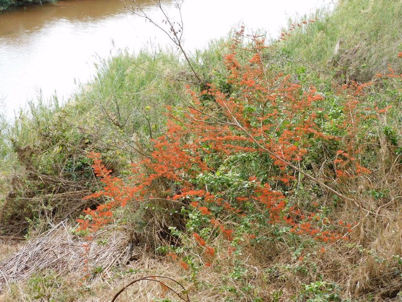 Combretum microphyllum, photographed by Andrew Deacon
