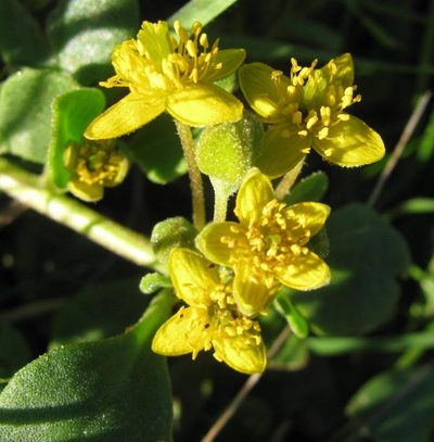Tetragonia herbacea, photographed by douglaseustonbrown