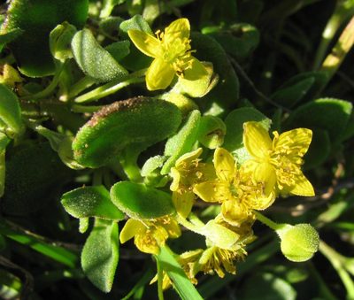 Tetragonia herbacea, photographed by douglaseustonbrown