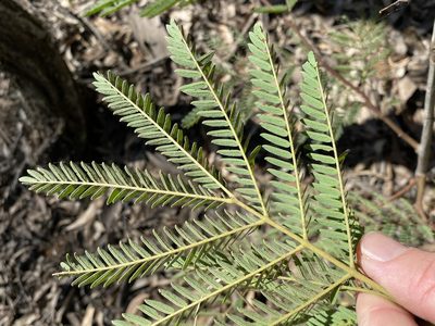 Acacia glaucocarpa, photographed by Greg Tasney