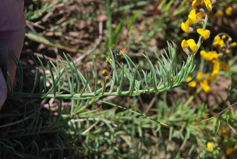Lebeckia plukenetiana, photographed by Charles Stirton