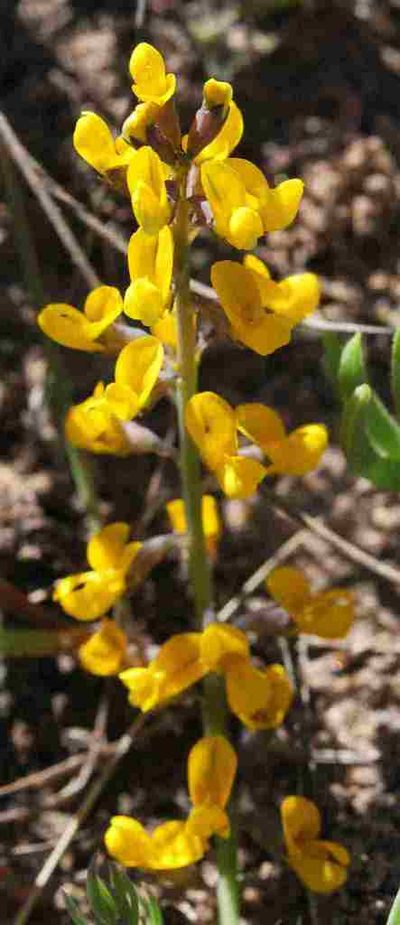 Lebeckia plukenetiana, photographed by Charles Stirton