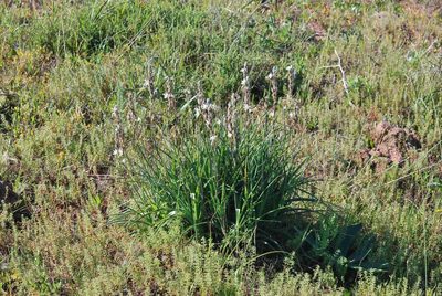 Chlorophytum triflorum, photographed by Charles Stirton