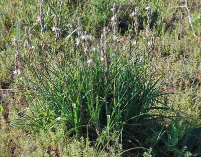 Chlorophytum triflorum, photographed by Charles Stirton