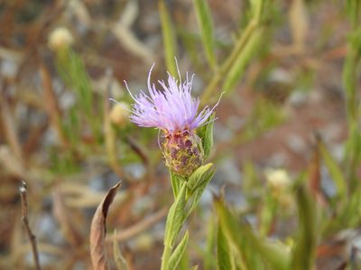 Cheirolophus sempervirens, photographed by Duarte Frade