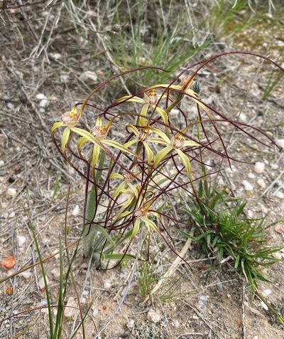 Caladenia dimidia, photographed by John Van Den Nouwelant