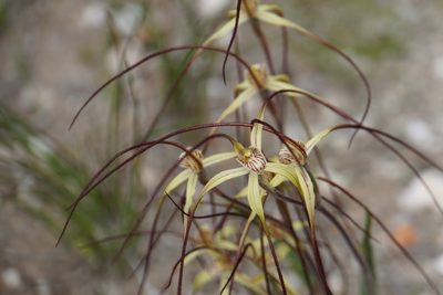 Caladenia dimidia, photographed by John Van Den Nouwelant