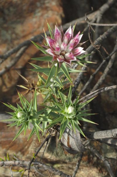 Macledium relhanioides, photographed by Brian du Preez