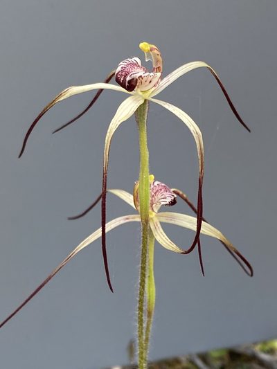 Caladenia radialis, photographed by John Van Den Nouwelant