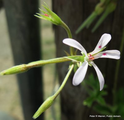 Pelargonium ranunculophyllum, photographed by Peter Warren