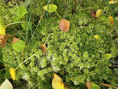 Sphagnum teres, photographed by Tatiana Strus