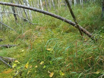 Calamagrostis purpurea, photographed by Tatiana Strus