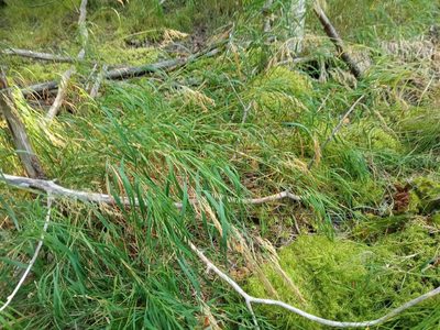 Calamagrostis purpurea, photographed by Tatiana Strus