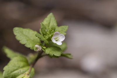 Veronica agrestis, photographed by Eleftherios Katsillis