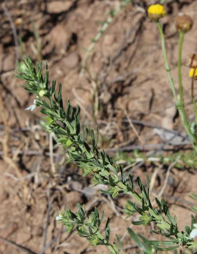 Teucrium africanum, photographed by Tony Rebelo
