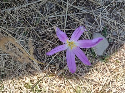 Colchicum montanum, photographed by Verd e Blu Sara Arjó Francés