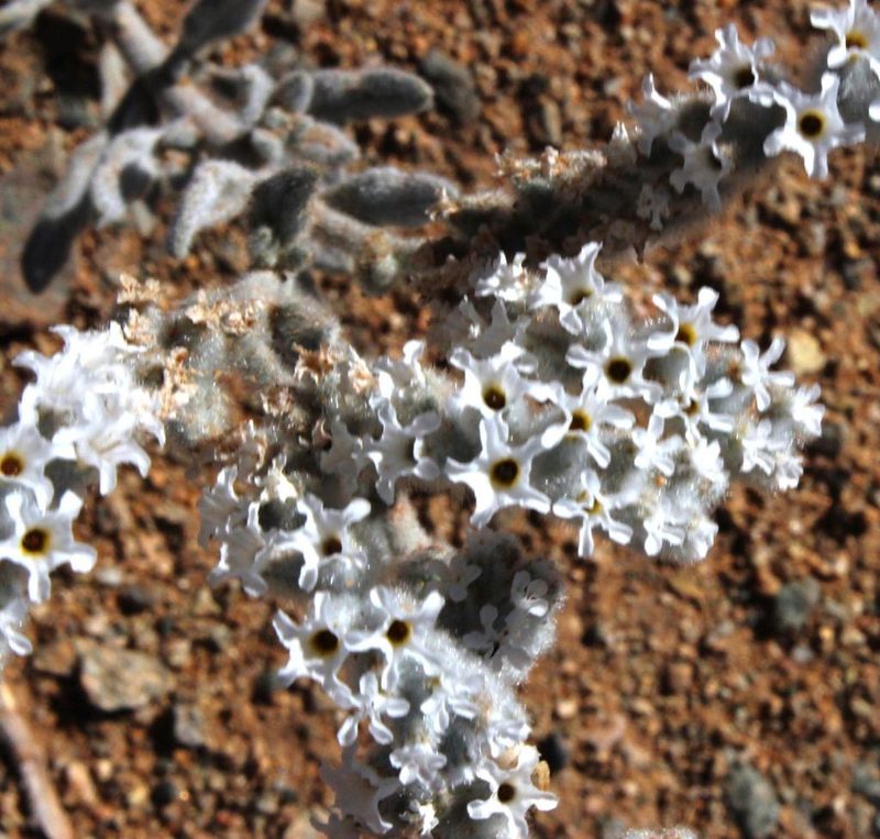 Heliotropium tubulosum, photographed by Tony Rebelo