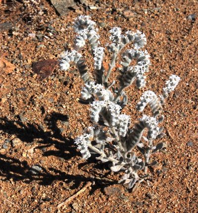 Heliotropium tubulosum, photographed by Tony Rebelo