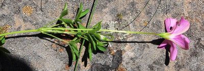 Oxalis tysonii, photographed by Tony Rebelo