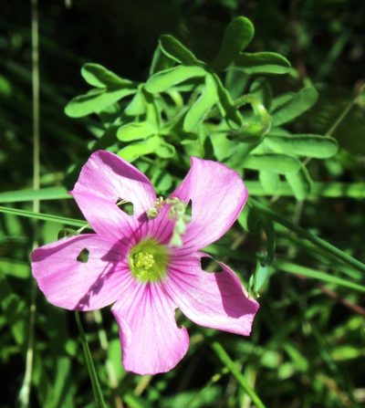 Oxalis tysonii, photographed by Tony Rebelo