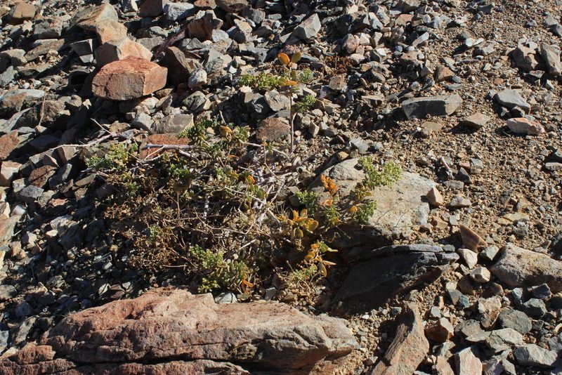 Zygophyllum decumbens, photographed by Tony Rebelo