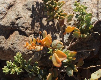Zygophyllum decumbens, photographed by Tony Rebelo