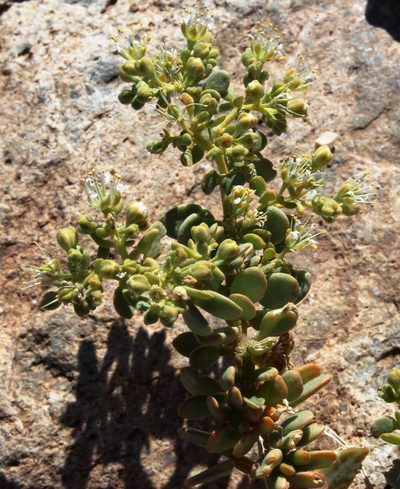 Zygophyllum decumbens, photographed by Tony Rebelo