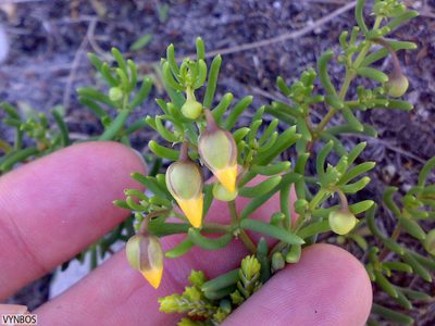 Roepera spinosa, photographed by Chris Vynbos