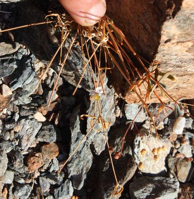 Hypertelis spergulacea, photographed by Tony Rebelo