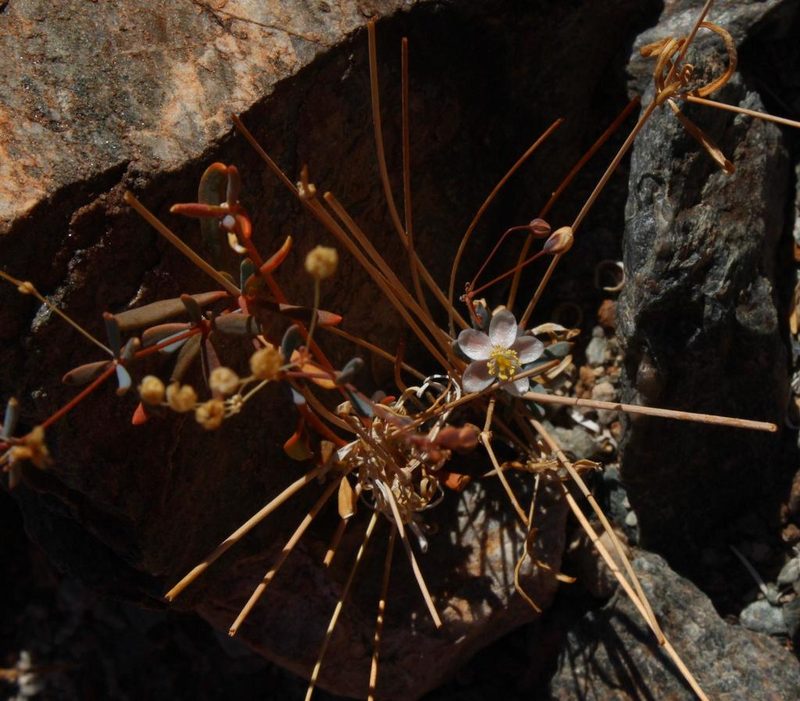 Hypertelis spergulacea, photographed by Tony Rebelo