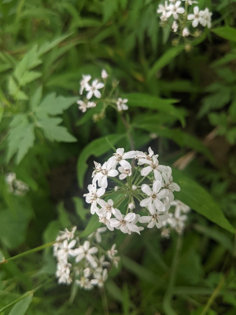 Lysimachia pentapetala, photographed by shizhao