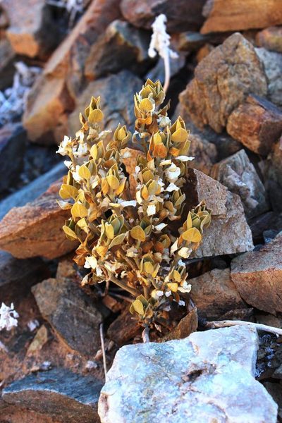 Pogonospermum mollissimum, photographed by Tony Rebelo