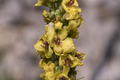 Verbascum nigrum, photographed by Eleftherios Katsillis