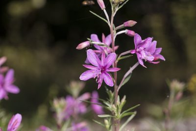 Epilobium dodonaei, photographed by Eleftherios Katsillis