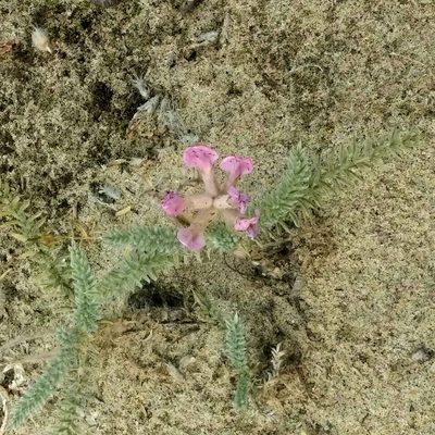 Oxytropis lanata, photographed by Egor Dyukarev