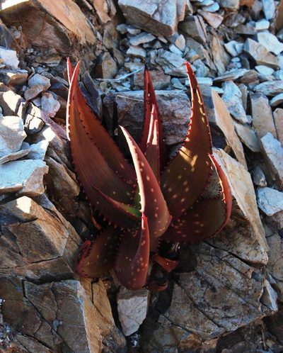 Aloe gariepensis, photographed by Tony Rebelo