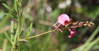 Indigofera punctata, photographed by Tony Rebelo